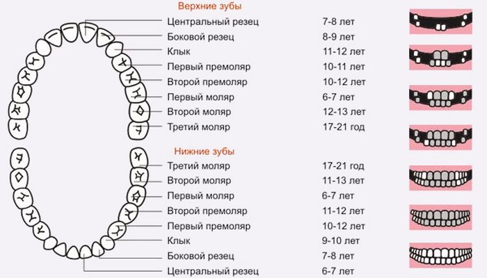 Как развиваются зубки у детей?